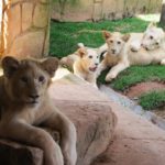 Zoo Beto Carrero world é exemplo em Santa Catarina