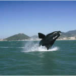 Observação de baleias francas em Santa Catarina | Casa do Turista