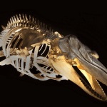 Descubra o espetacular Museu Oceanográfico de Piçarras