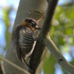 Observação de Aves em Bombinhas - Birdwatching em Bombinhas