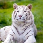 Beto Carrero World: 6 Motivos para você curtir com seus filhos durante o mês das crianças