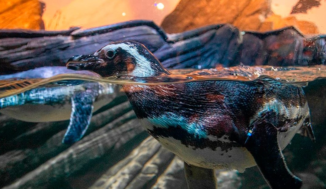 Oceanic Aquarium: a mais nova atração de Balneário Camboriú